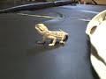 Beardie's first earthquake