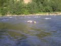amstaff-vs-rednose-fight-for-a-stick.html