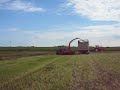 JF 1355 10 ton barley pea crop
