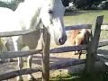 horsies