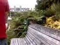 Me being a idiot by jumping into a prickle bush
