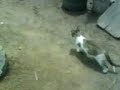 gatita-sensual-vs-pa