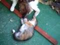 野良ニャンコの親子