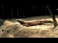 Episode 5 - Singapore Zoo