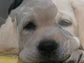 LAB PUPS EVERY SO SWEET .... LABRADORS LAB PUPS EVERY SO SWEET .... LABRADORS