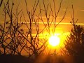 Nature TV Channel ID 1