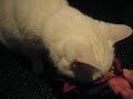 snoes