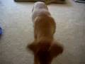 Rolly Polly Ellie Puppy