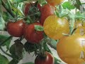 2008 Aquaponics Instruction at The Kid's Culinary Academy