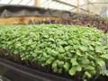 2008 Aquaponics Instruction at The Kid's Culinary Academy