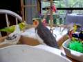 Sunny, the talking cockatiel part 1