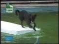 Smart Dog! / Cachorro esperto!