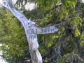 Koli