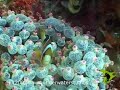 Underwater Studio Photograpy Underwater Studio Photograpy
