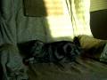 videos de Trophy's chair