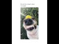 Instagram Musically cute dog 🐶 You so precious when you smile. The cutest video I've seen so far.