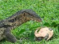 Monitor Lizard in Lumpini Park, Bangkok