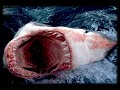 SHARK SHARK SHARK