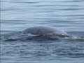 Humpbacks humping?