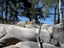 Nordens Ark (Amur tiger) Nordens Ark (Amur tiger)
