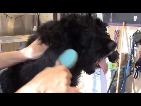 how to care dogs hair