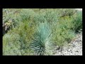 Coahuila Turismo - Las Mejores Locaciones estan en Coahuila