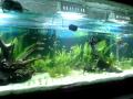 Meu Aquario Plantado! 