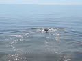 Jo-Jo�s f�rsta bad i havet