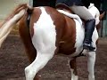 khomoshahn-halfarab-pinto-gelding-sale-video.html