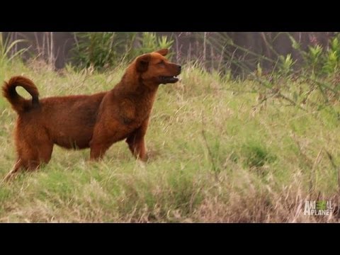 Wild, Hyena-Like Dogs Need Help Too | Pit Bulls and Parolees