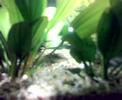 Acquarium