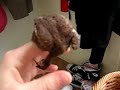 a sweet little frog in my house