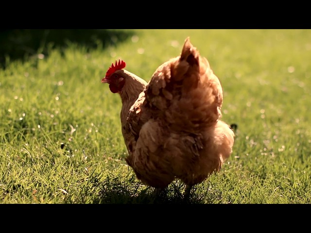 Farm Fresh Eggs and Backyard Chickens! Rent the Chicken! in Livestock in North Shore