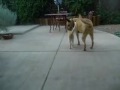 Rico loves Jefferson Rico loves Jefferson