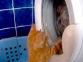 mon chat et le lave linge mon chat et le lave linge
