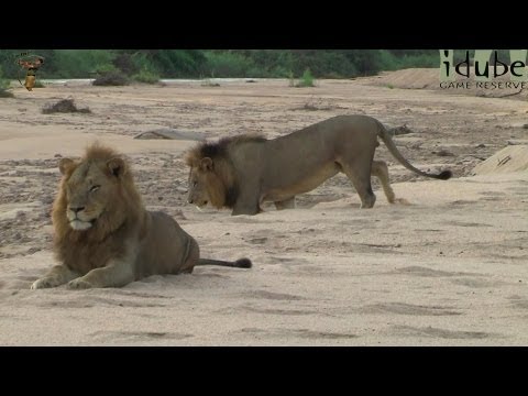 male lions