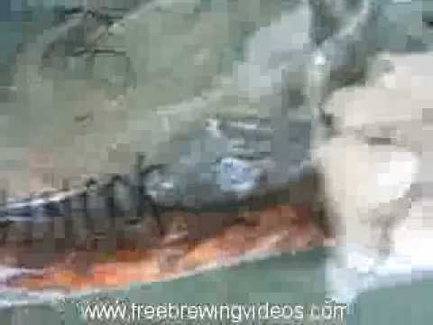 how to fertilize hops