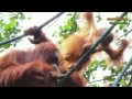 orangUtan || firstFloor - sogoSogo || sepilok, semenggoh, borneo, sarawak, nürnberg