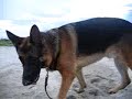 Jake enjoys digging at the south floridan beach Jake enjoys digging at the south floridan beach