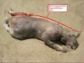 montauk monster mystery solved?