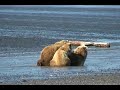 Hallo Bay Grizzly Bears  - Mother Feeding cubs