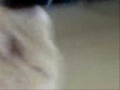 Dwarf Hamster vs Super Mealworm (Homer havin lunch)