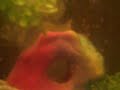 The Beta Fish Sharkie The Beta Fish Sharkie