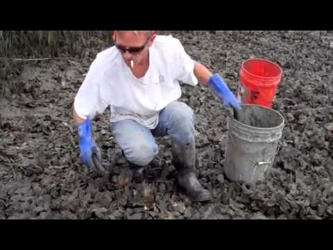 how to harvest oysters by hand