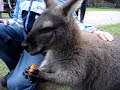 Canguru em Melbourne Canguru em Melbourne