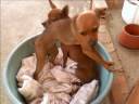 ?  Fam�lia Sant\