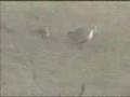 Hase vs Schlange Outdoor