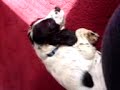 my dog snoppy singing beautiful girls my dog snoppy singing beautiful girls