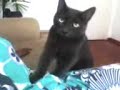 Lion, meu gato massageador Lion, meu gato massageador