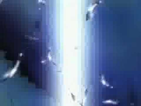AMV - DN ANGEL - Wings of Despair